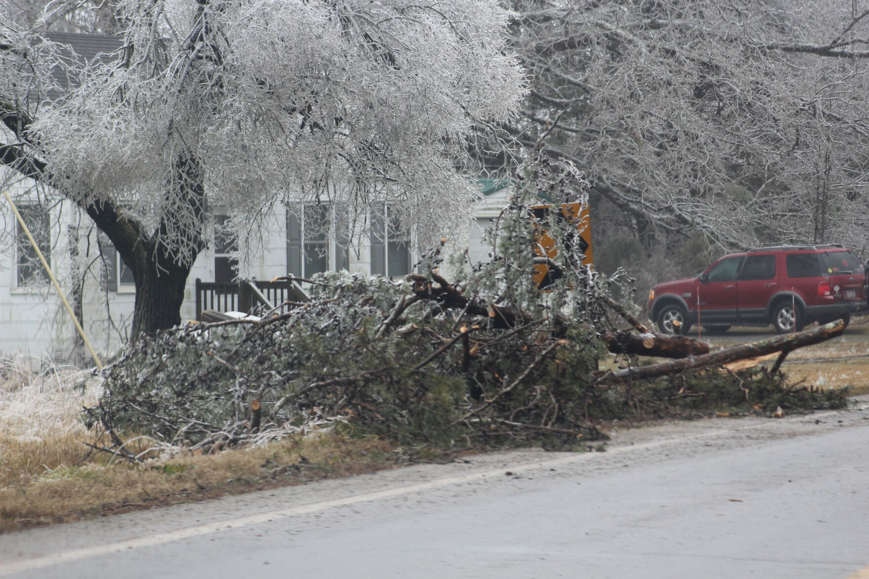 Downed trees along Bethel Road